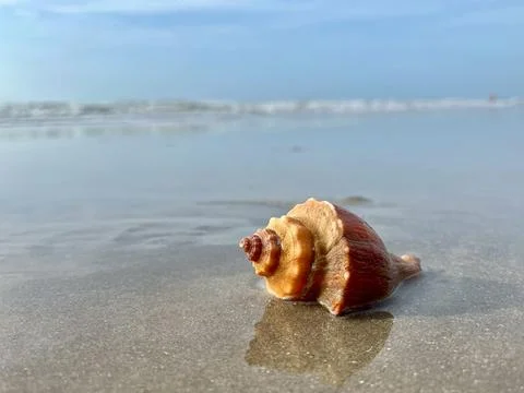 Shell and beach Stock Photos