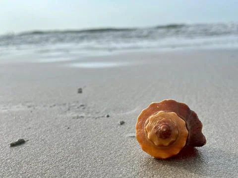 Shell and beach Stock Photos