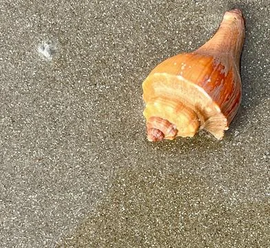 Shell and beach Stock Photos