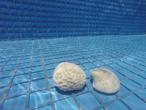 Shell and coral at the bottom of the pool Stock Photos