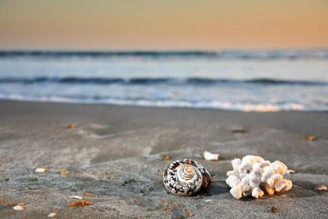 Shell and coral Stock Photos