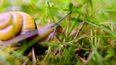 Shell and Dew: A Macro View of Nature's Pace Stock Footage 303940853
