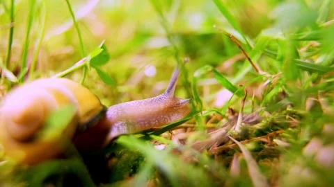 Shell and Dew: A Macro View of Nature's Pace Stock Footage 303941074