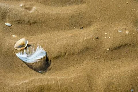 Shell and feather Stock Photos