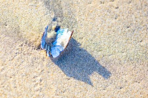 A shell and its shadow on a sandy beach, macro Foto stock