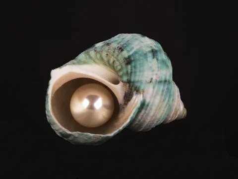 Shell and pearl Foto stock