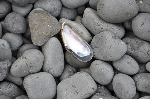 Shell and pebbles Stock Photos