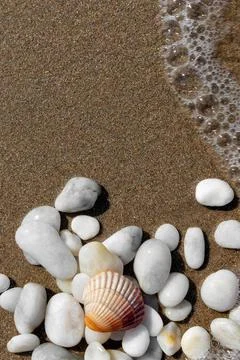 Shell and Pebbles on Wet Beach Sand with Ocean Foam , Vertical Summer Scene Stock Photos