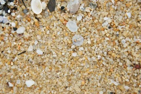 Shell and sand Foto stock