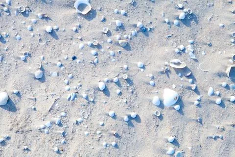 Shell and sand Stock Photos