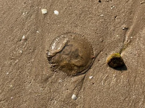 Shell and sand with small sea stone, coastal texture shot Stock Photos