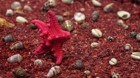 Shell and starfish on rad sand, close up rotaton. Stock-Footage 62900480