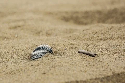 Shell and stick on the sand Stock Photos