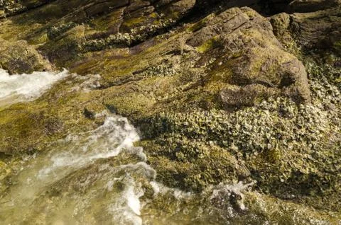 Shell and  stone for background texture. Stock Photos