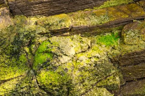 Shell and  stone for background texture. Stock Photos