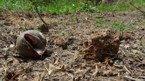 Shell and stone Stock Photos