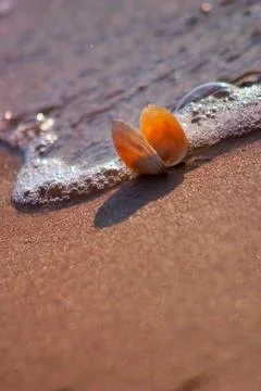 Shell and wave on the coast Baltic sea Stock Photos