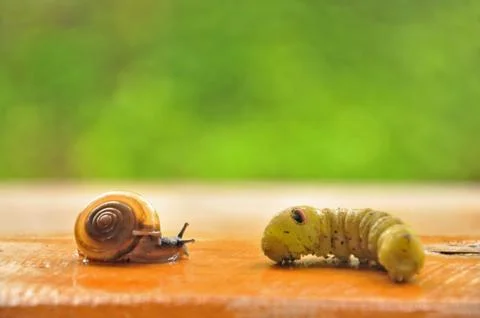 Shell and worm 스톡 사진