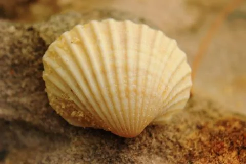 Shell in the approximation Stock Photos