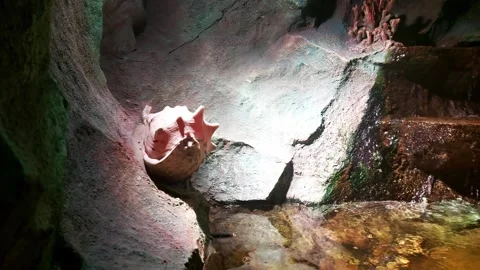 Shell in an artificially created stream in the aquarium, background Stock Footage 303142799