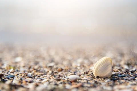 Shell ashore in waves of sea in sunset. copy space for text. summer vacation Stock Photos