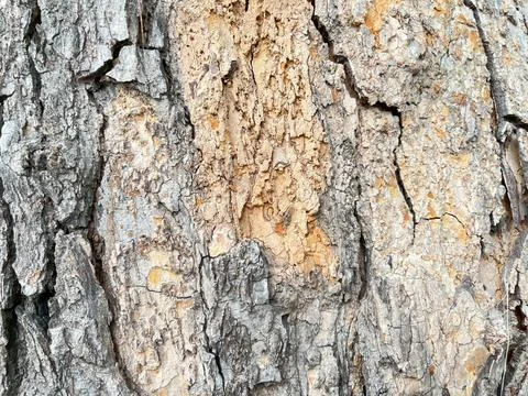 Shell background (1) Stock Photos