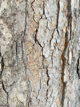 Shell background (2) Stock Photos