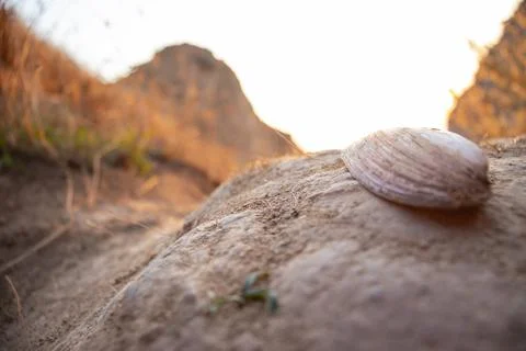 Shell on the background of the hills Stock-Fotos