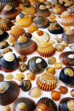 Shell background Stock Photos