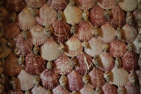 Shell Background Stock Photos