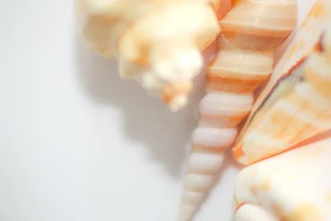 Shell background Stock Photos