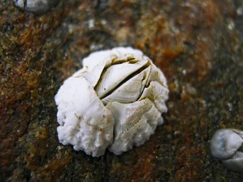 A shell of Balanus balanus barnacle Stock Photos