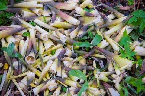 Shell of bamboo shoots Composting fall leaves, Biomass and mulch, organic mat Stock Photos