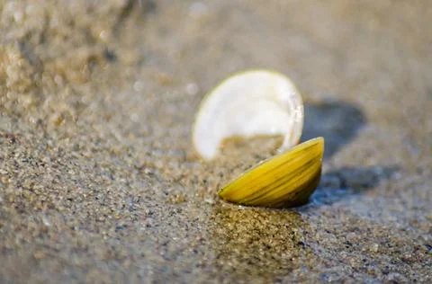 A shell on the banks of the Danube. Stock Photos