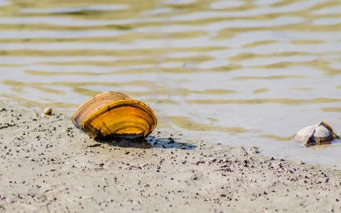 A shell on the banks of the Danube. Stock Photos