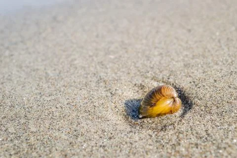 A shell on the banks of the Danube. Stock Photos