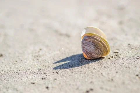A shell on the banks of the Danube. 스톡 사진