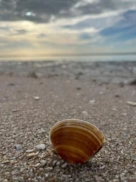 Shell on the beach-001 (1) 스톡 사진