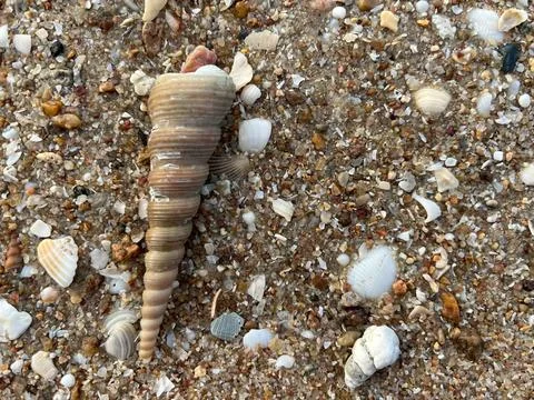 Shell on the beach-001 (2) Stock Photos