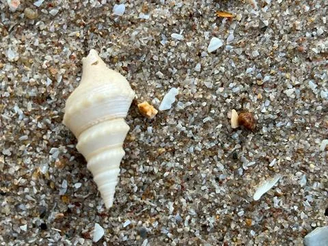 Shell on the beach-001 (5) Foto stock