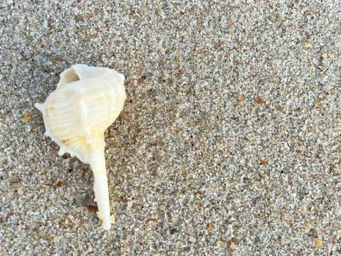 Shell on the beach-01 (10) Stock Photos