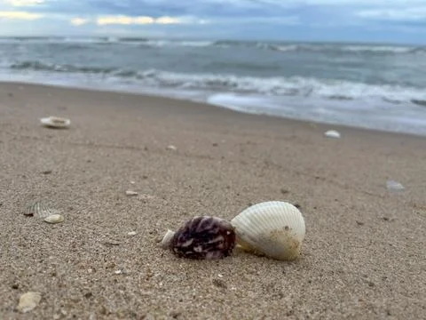 Shell on the beach-01 (10) Foto stock