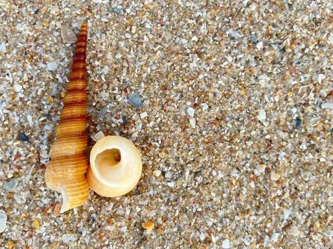 Shell on the beach-01 (12) Stock Photos