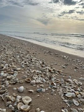 Shell on the beach-01 (14) Фото