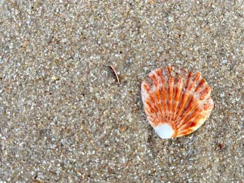 Shell on the beach-01 (15) Stock Photos