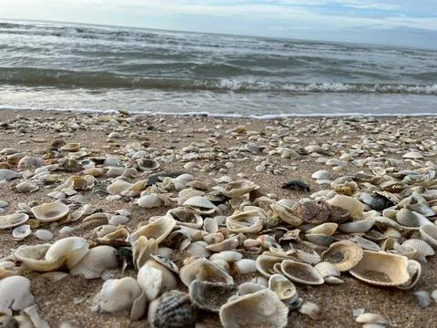 Shell on the beach-01 (16) Photos