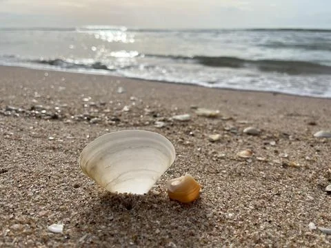 Shell on the beach-01 (17) Фото