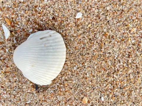 Shell on the beach-01 (18) Stock Photos