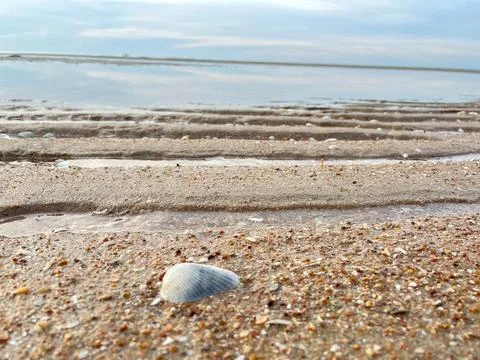 Shell on the beach-01 (19) Stock Photos