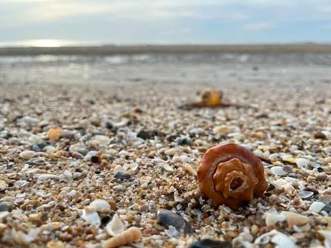 Shell on the beach-01 (2) Stock Photos